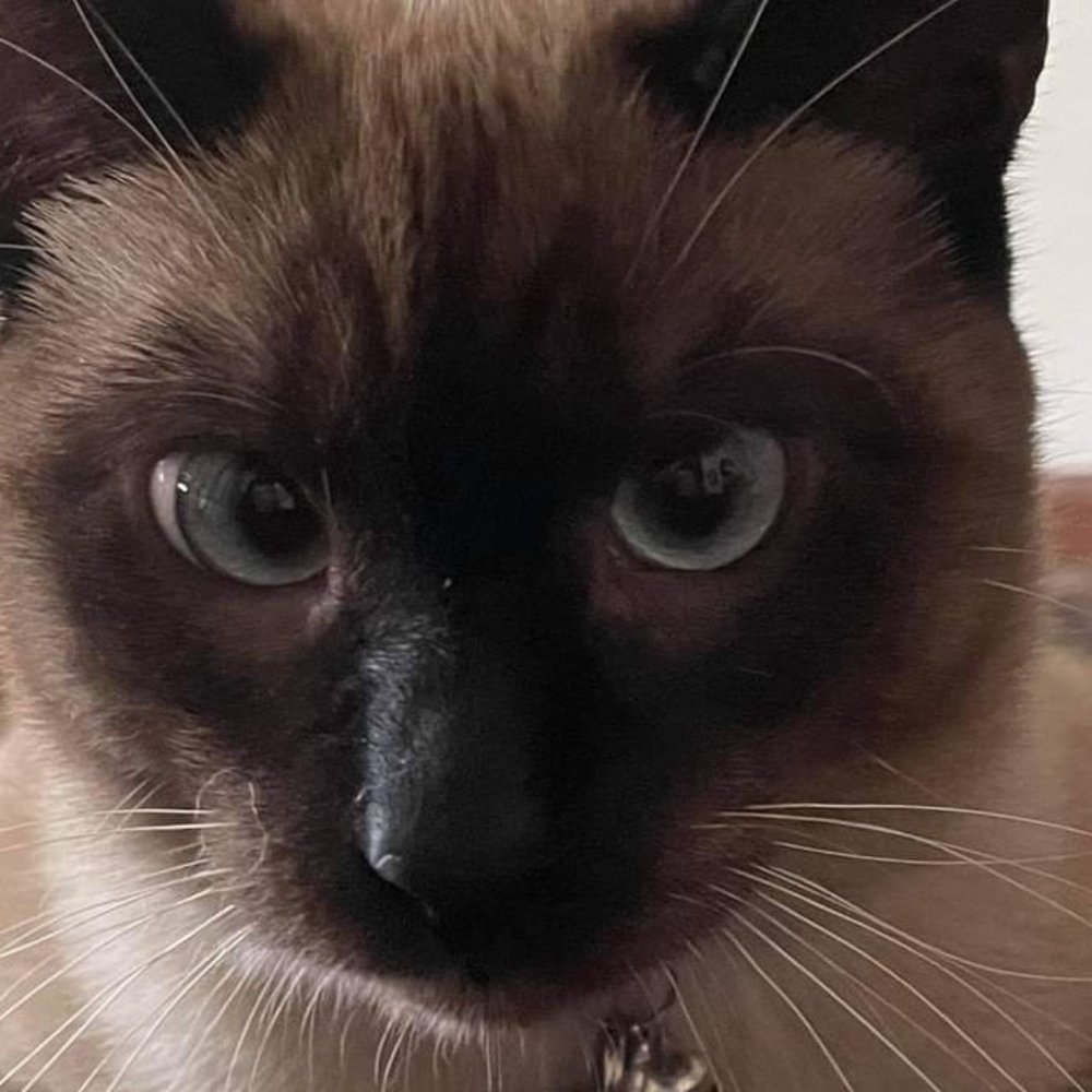 Meet your Posher, Toto